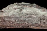 Devonian Petrified Wood (Callixylon) Log - Oldest True Wood #102060-1
